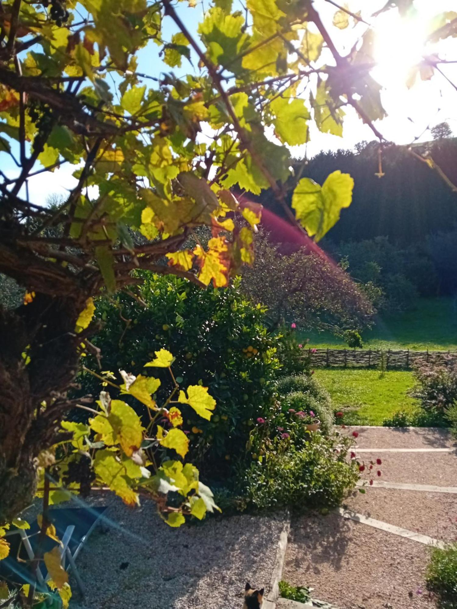 Paca Casa Rural. Arts And Landscape In Asturias กิฮอน ภายนอก รูปภาพ