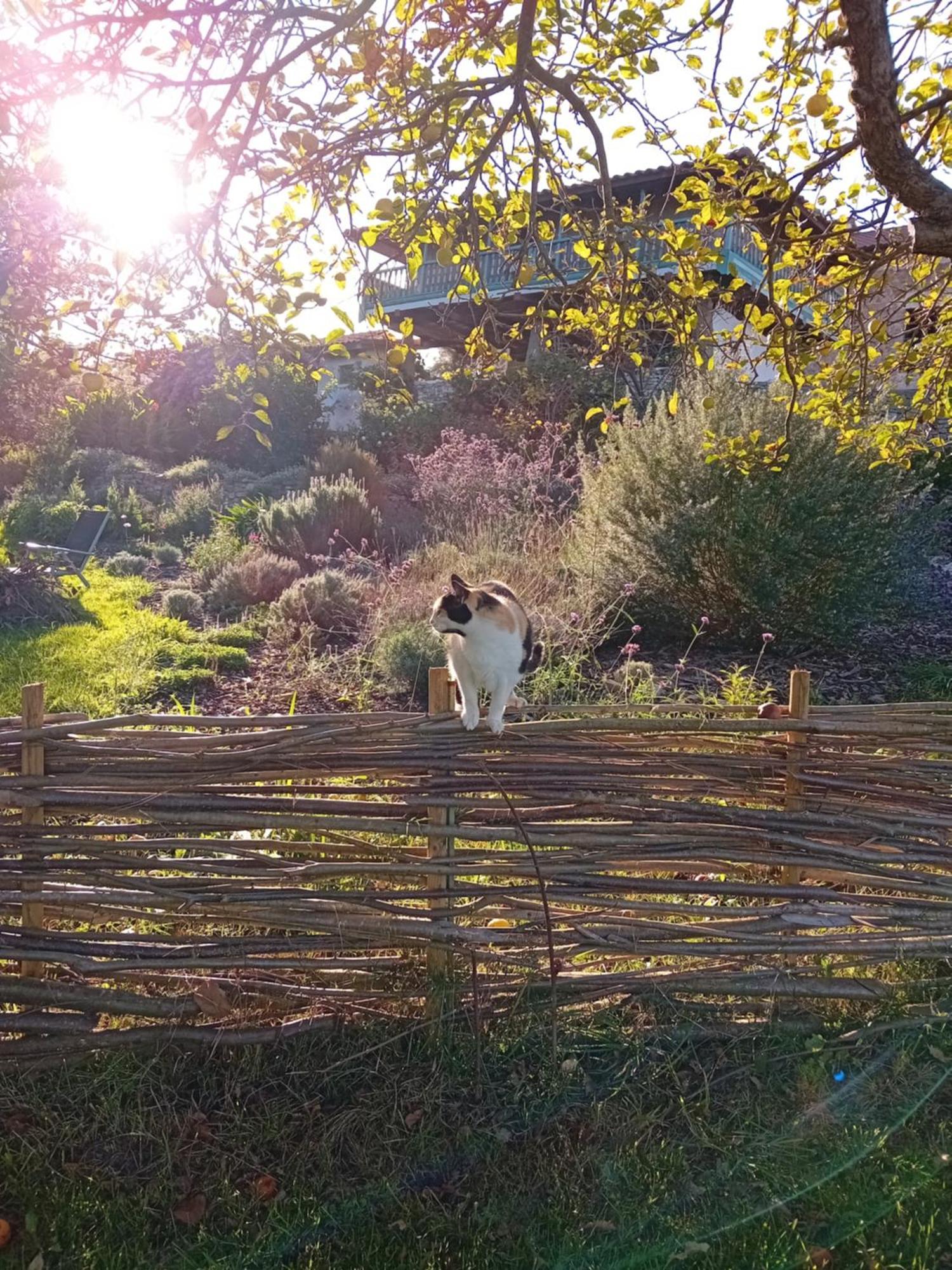 Paca Casa Rural. Arts And Landscape In Asturias กิฮอน ภายนอก รูปภาพ